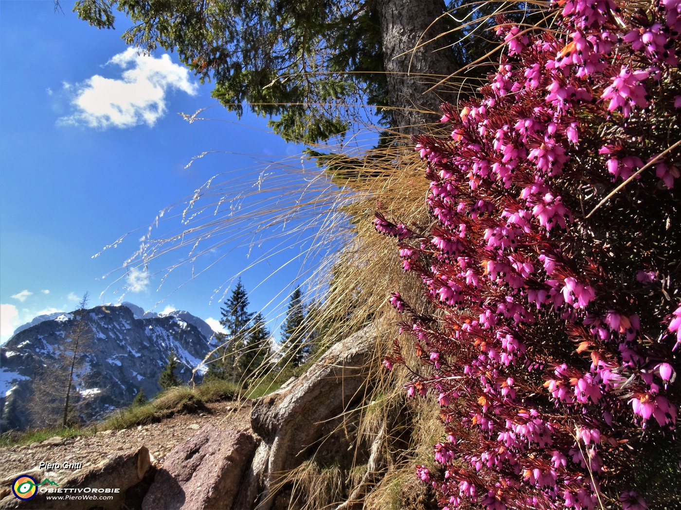 20 Erica in fiore con vista in Corno Branchino-Corna Piana-Pizzo Arera.JPG